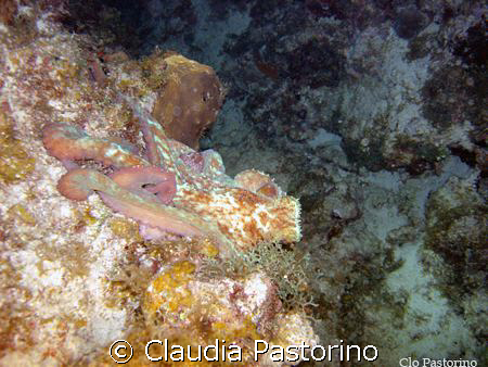 Could you see an octopus here? by Claudia Pastorino 