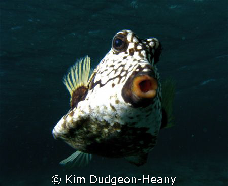 Trunkfish stalking me in Tobago Cays, just begging to hav... by Kim Dudgeon-Heany 