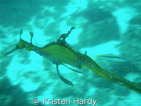 Weedy sea dragon. Blue fish point. Sydney. by Kristen Hardy 