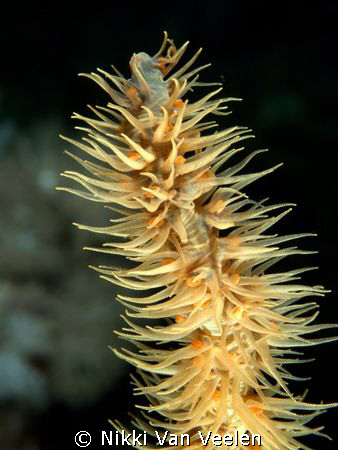 Whip coral close up taken at Ras Umm Sid. by Nikki Van Veelen 
