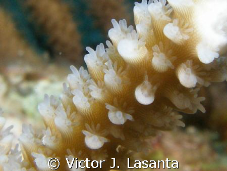 acropora cervicornis in break down reef at parguera area!!! by Victor J. Lasanta 