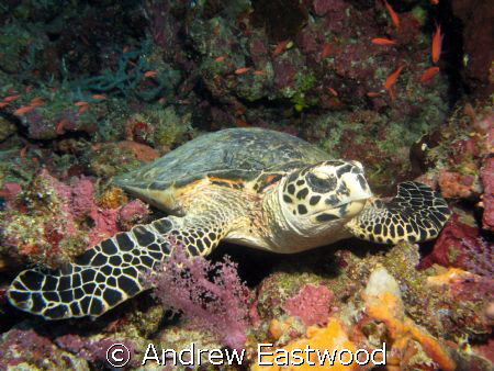 Hawksbill turtle posing on a ledge on the Tubbataha Reef by Andrew Eastwood 