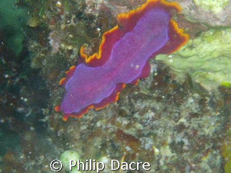 Elegant Flatworm in the bay of Alona Beach by Philip Dacre 