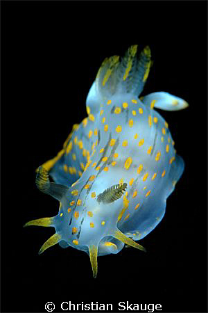 Another Polycera... this one was sitting on a dark kelp f... by Christian Skauge 