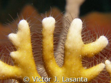 very close up look to a fire coral at two for you dive si... by Victor J. Lasanta 