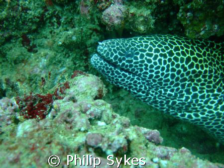 Blotched Moray off Muscat on Fuji F30 by Philip Sykes 