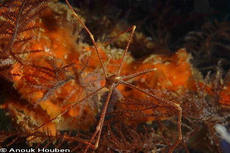 Deep-sea squat lobster, Chirostylus dolichopus. Picture t... by Anouk Houben 