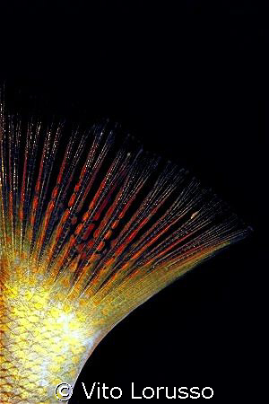 Fishs - Serranus hepatus (detail) by Vito Lorusso 