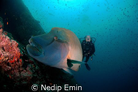 Diver with a huge Napoleon Wrasse by Nedip Emin 