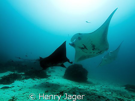 "Mantas"  Raja Ampat, West Papua (Olympus E330, 1/125, f6... by Henry Jager 