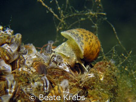 Freshwater snail , Canon S70 with Macro Lens  by Beate Krebs 
