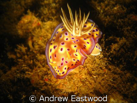 I spotted this beautiful chromodoris inside the lower par... by Andrew Eastwood 