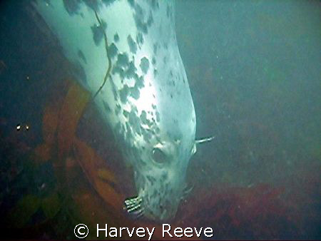 Seal around Lundy Island. Visability only 2 metres but th... by Harvey Reeve 