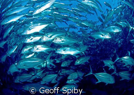 the huge resident school of jackfish at Sipidan by Geoff Spiby 
