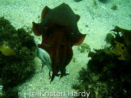 its MY FISH! a massive cuttlefish feeding. Manly, Sydney. by Kristen Hardy 