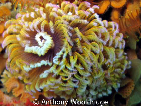 Fan worm taken at Scotsman's Reef in Port Elizabeth,ISO20... by Anthony Wooldridge 