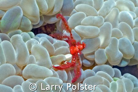 Orangutan crab on bubble coral, Achaeus japonicus by Larry Polster 
