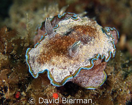 Nudibranch by David Bierman 