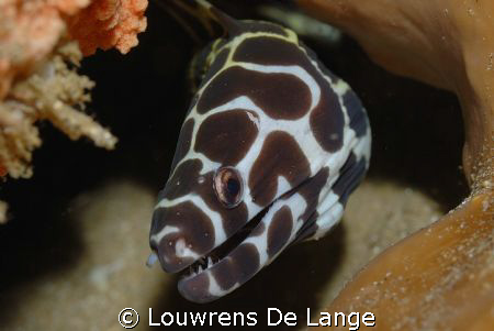 Baby Moray Eel by Louwrens De Lange 