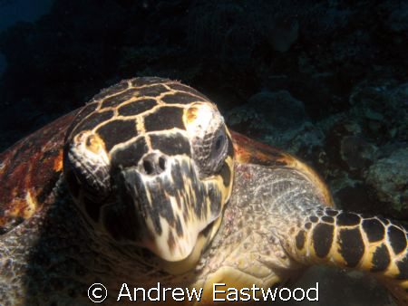 Hawksbill turtle on the Tubbataha reef admiring its own  ... by Andrew Eastwood 