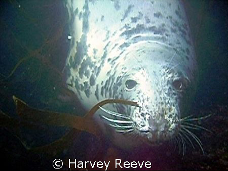 A Friendly Seal at Lundy Island. He found us as it was on... by Harvey Reeve 