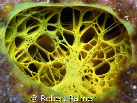 Sponge of Boynton Beach Florida. by Robert Palmer 