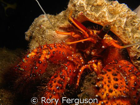 Red Bristled Hermit Crab, Taken on night dive Maumere Bay... by Rory Ferguson 