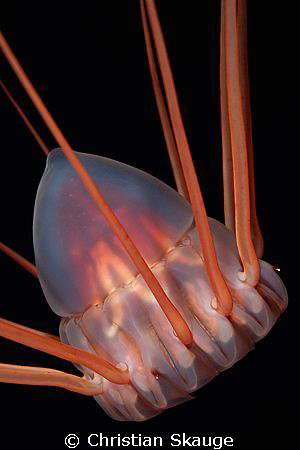 Alien of the Deep - the deep-sea jelly Periphylla periphy... by Christian Skauge 