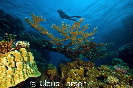 Diver over coral tree
Nikon d70s in Sealux housing
Sigm... by Claus Larsen 
