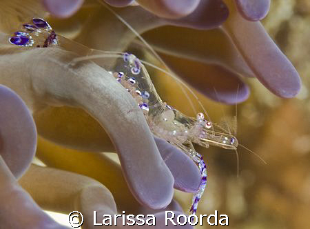 Anemone shrimp -- WITH EGGS!   by Larissa Roorda 