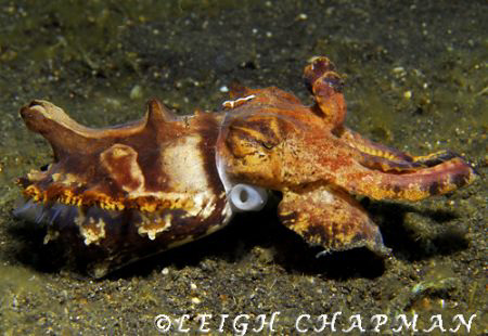 Flalmboyant cuttlefish. Lembeh. Nikon D200 by Leigh Chapman 
