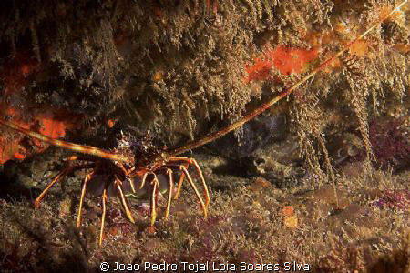 European lobster (Palinurus elephas) shot in Sesimbra usi... by Joao Pedro Tojal Loia Soares Silva 