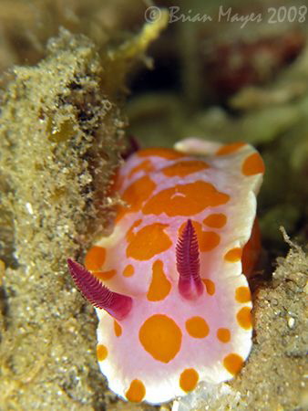 Clown Nudibranch (Ceratosoma amoena)<><><><>Canon G9, Ino... by Brian Mayes 