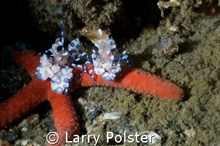 Harlequim Shrimp feeding on Starfish, Nikon D-70S, 60mm l... by Larry Polster 