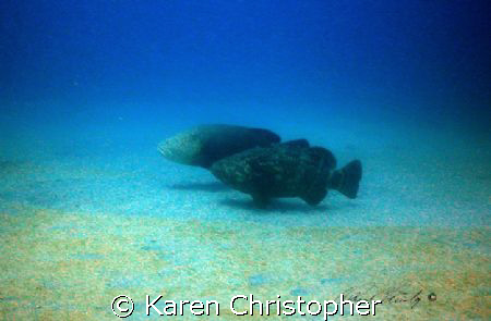 Goliath Grouper off Jupiter, Florida. The male grouper's ... by Karen Christopher 