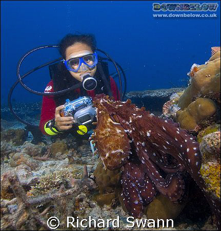 Ev gets nice and close to the Day Octopus ! Nikon D2x 12-... by Richard Swann 