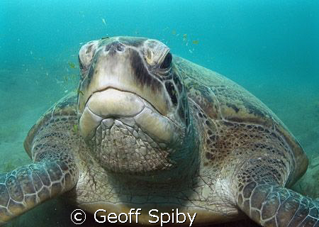 grumpy looking green turtle that has been disturbed mid m... by Geoff Spiby 