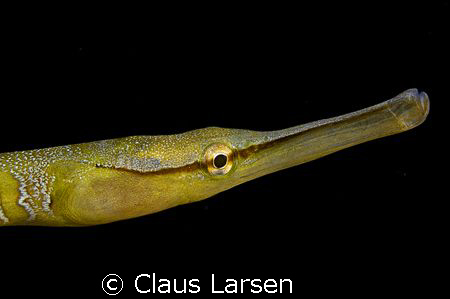 Yellow Needle fish. Nikon D70s Nikkor 105 mm by Claus Larsen 
