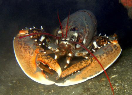 The most strongest looking lobster i have ever seen... by Bora Arda 