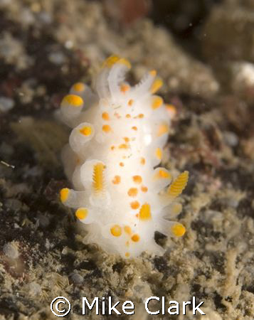 Tiny Nudibranch by Mike Clark 