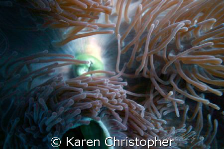 Anemone close-up. by Karen Christopher 