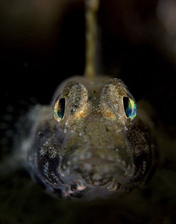 This temperate goby has the most brilliant eyes when lit ... by Cal Mero 