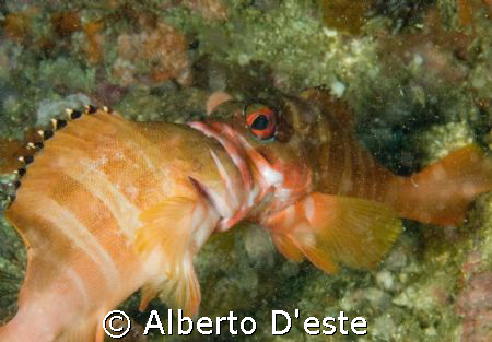 Puerto Galera, two fish fighting for the territory. by Alberto D'este 