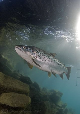 Entry No 500. Trout in Capernwray. It had to be... D200, ... by Derek Haslam 