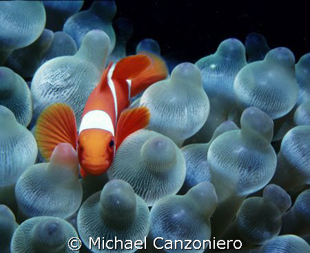 Spine cheek clownfish in a bubble anemone. Nikonos V, 15 ... by Michael Canzoniero 