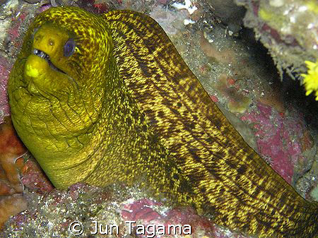 Yellow Moray taken with olympus c-765 by Jun Tagama 