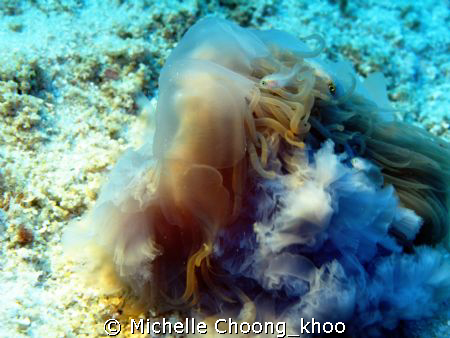 symbiotic fishes protected by jellyfish tentacles
using ... by Michelle Choong_khoo 
