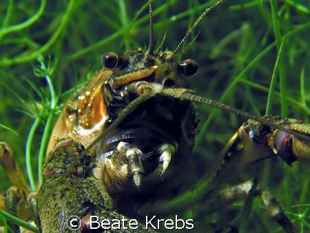 american crayfish  in a freshwaterlake   with my canon S7... by Beate Krebs 