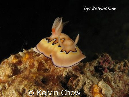Nudibranch - Chromodoris Coi
 by Kelvin Chow 