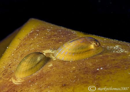 Blue-rayed limpets on kelp.
Farne Islands, Oct 07.
60mm. by Mark Thomas 